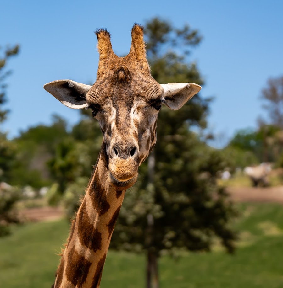 San Diego Zoo Safari Park photo 3