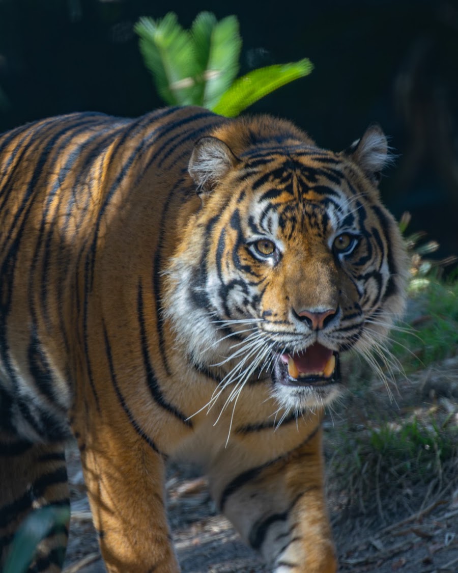 San Diego Zoo Safari Park photo 4